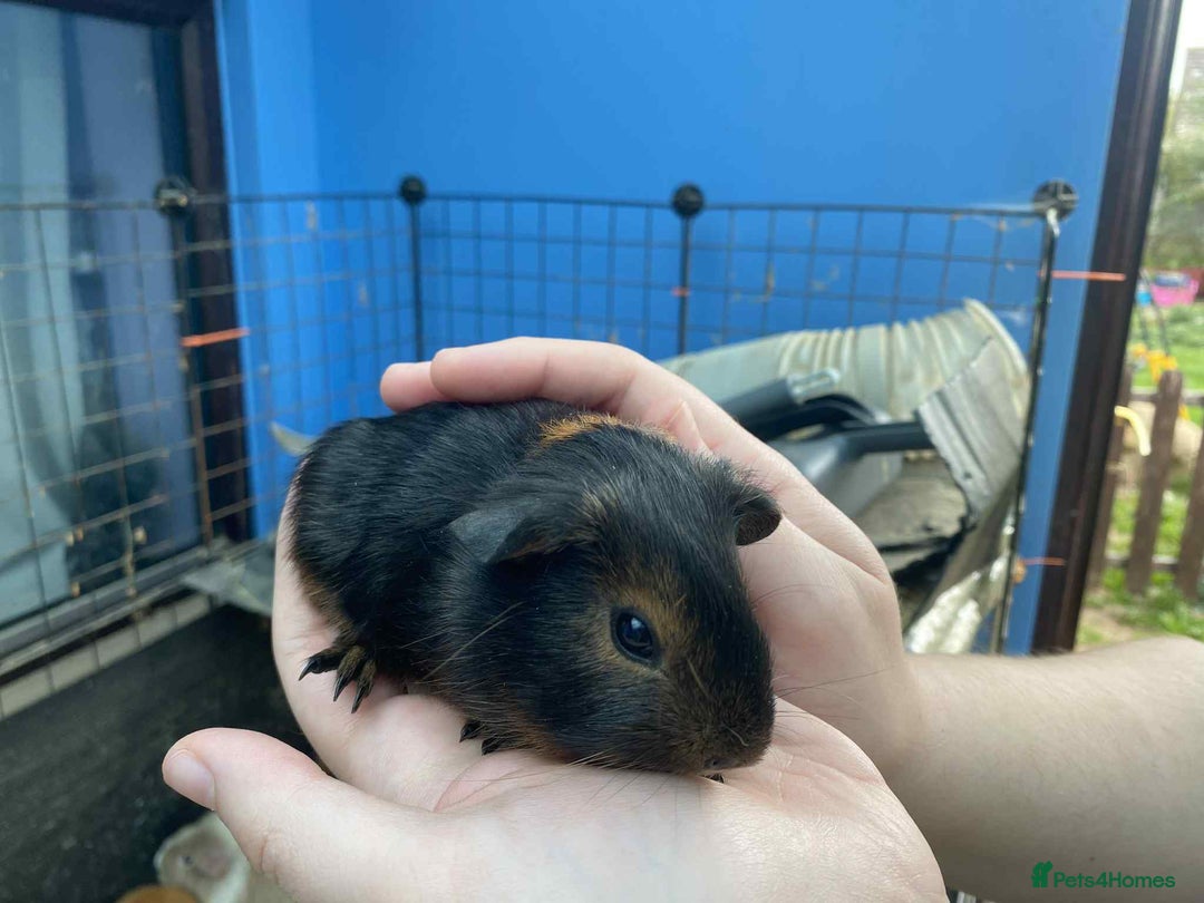 Guinea Pig rodents for sale: Male baby guinea pig teddy's & funkys - Image 5