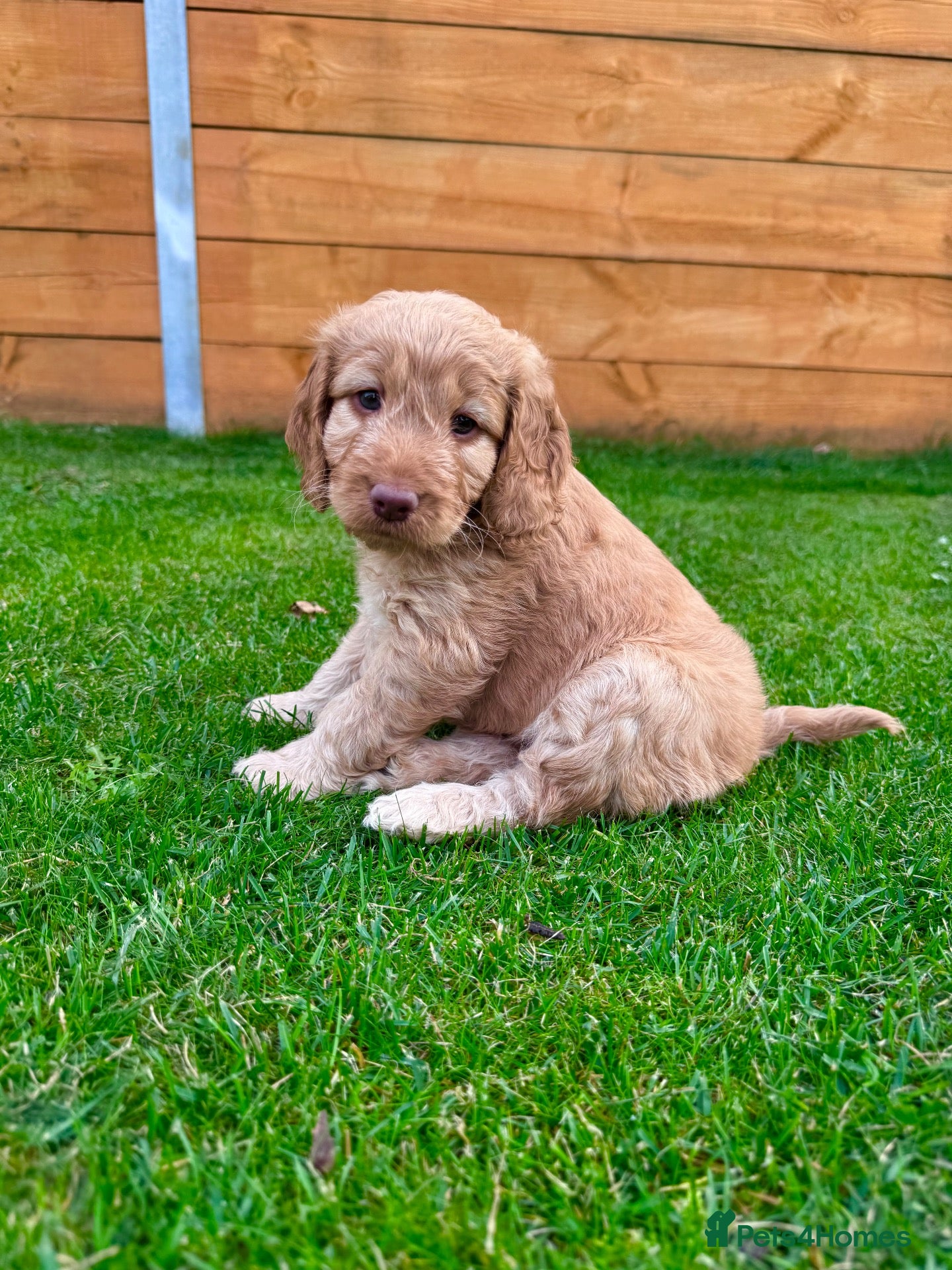 Mixed Breed dogs for sale: Beautiful Schnoodle Babies 🐾🐾🐾 - Advert 2