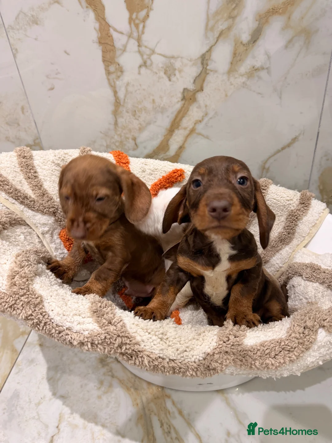 Miniature Dachshund dogs for sale: Miniature dachshund puppies  in Darlington - Advert 11