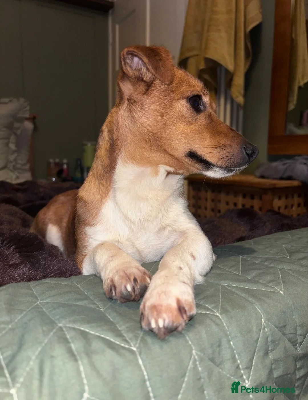 Jack Russell dogs for sale: Ginny girl - 19 month jack Russell  in Kirkby Stephen - Advert 1