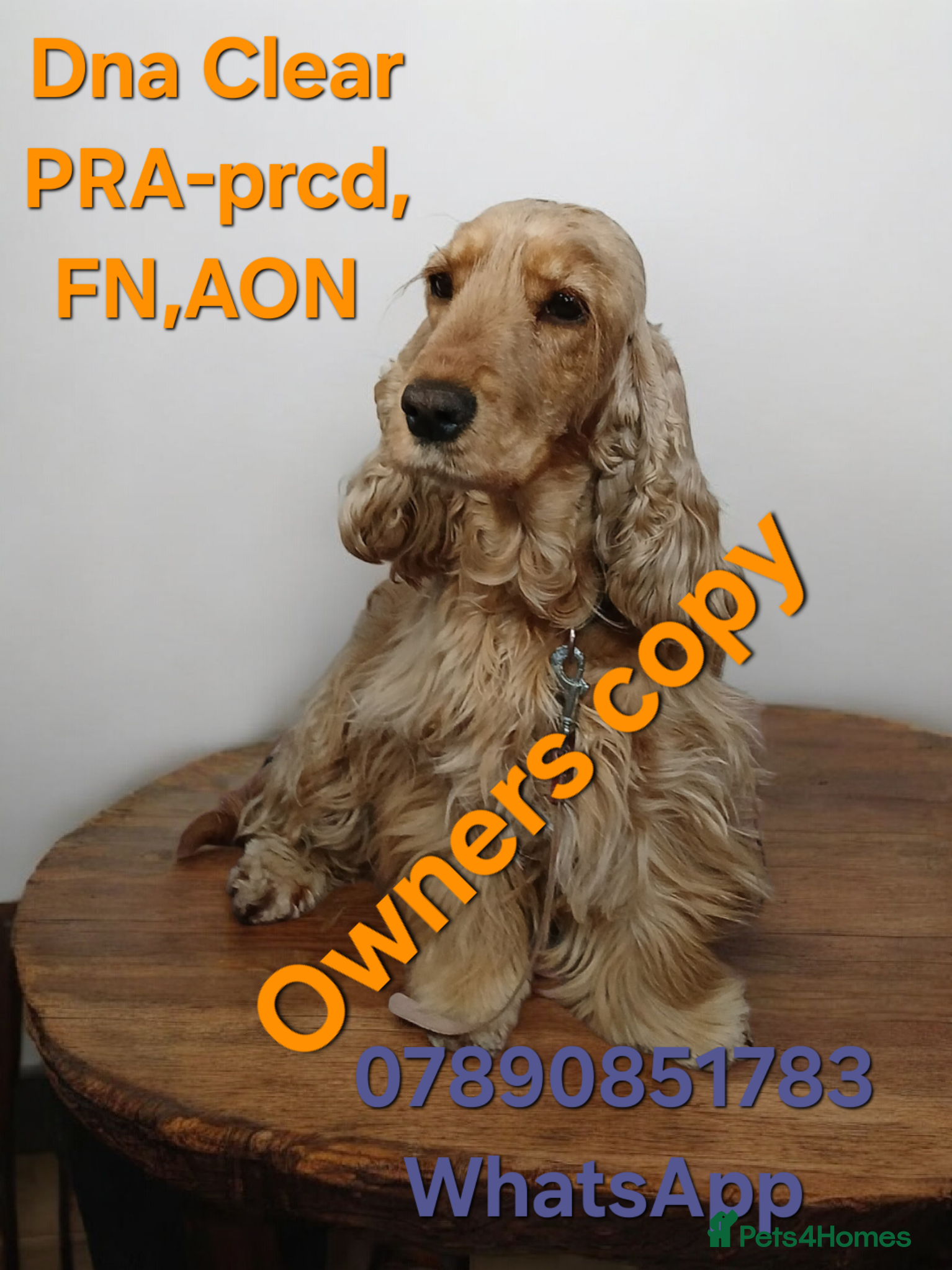 Cocker Spaniel dogs KC,DNa Clear for Adoption/ looking retirement 🏡  - Advert 15