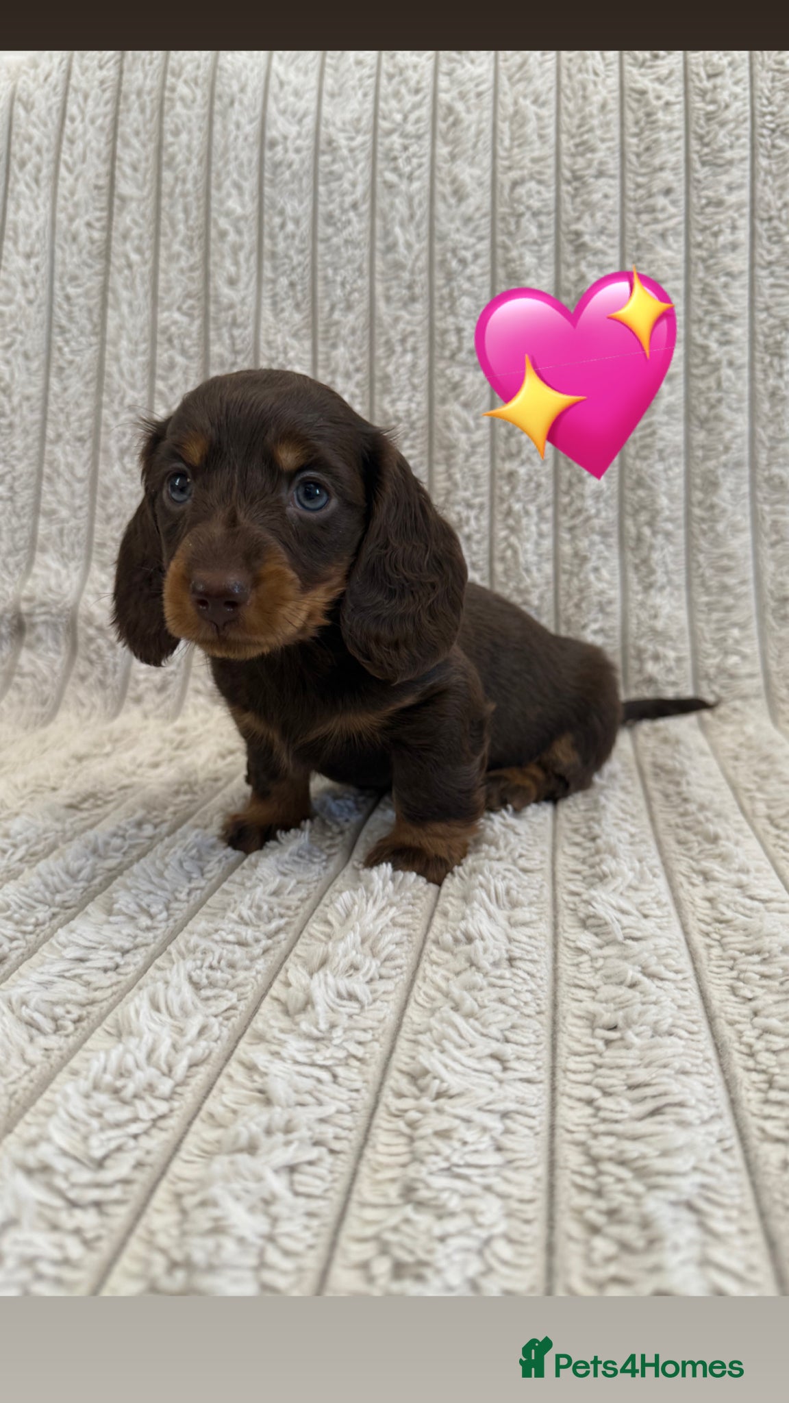 Miniature Dachshund dogs Quality long hair minature dachshund looking 🏡 - Advert 1