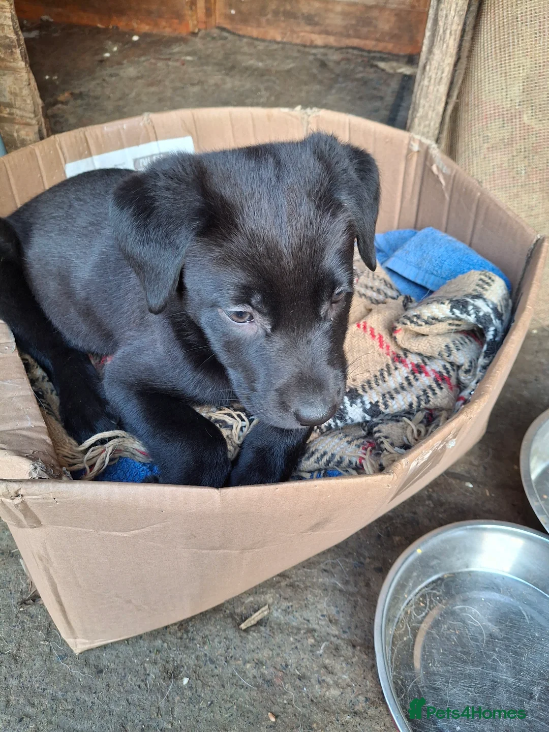 Borador dogs for sale: Borador pups  in Bishop Auckland - Advert 7