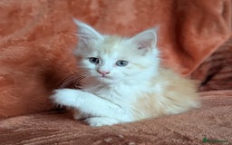 Maine Coon cats for sale: Maine Coon Kittens - Image 7