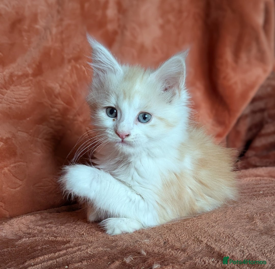 Maine Coon cats for sale: Maine Coon Kittens - Image 7