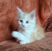 Maine Coon cats - Advert 4