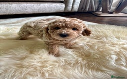 Jackapoo dogs for sale: Beautiful Jackapoo bitch - Image 1