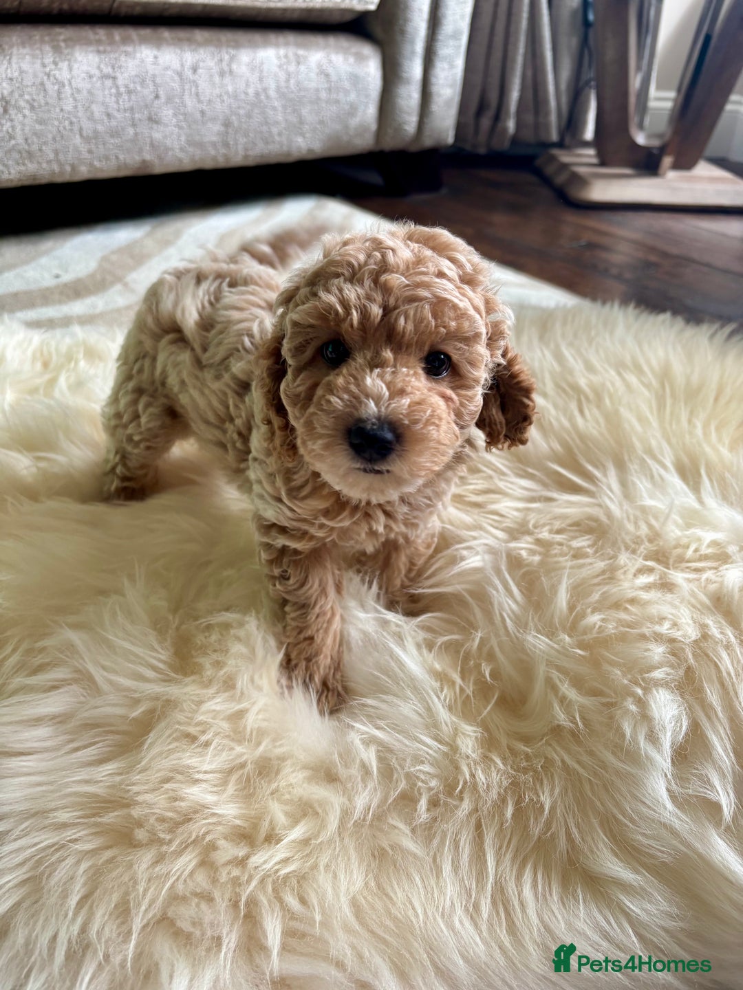 Jackapoo dogs for sale: Beautiful Jackapoo bitch - Image 1