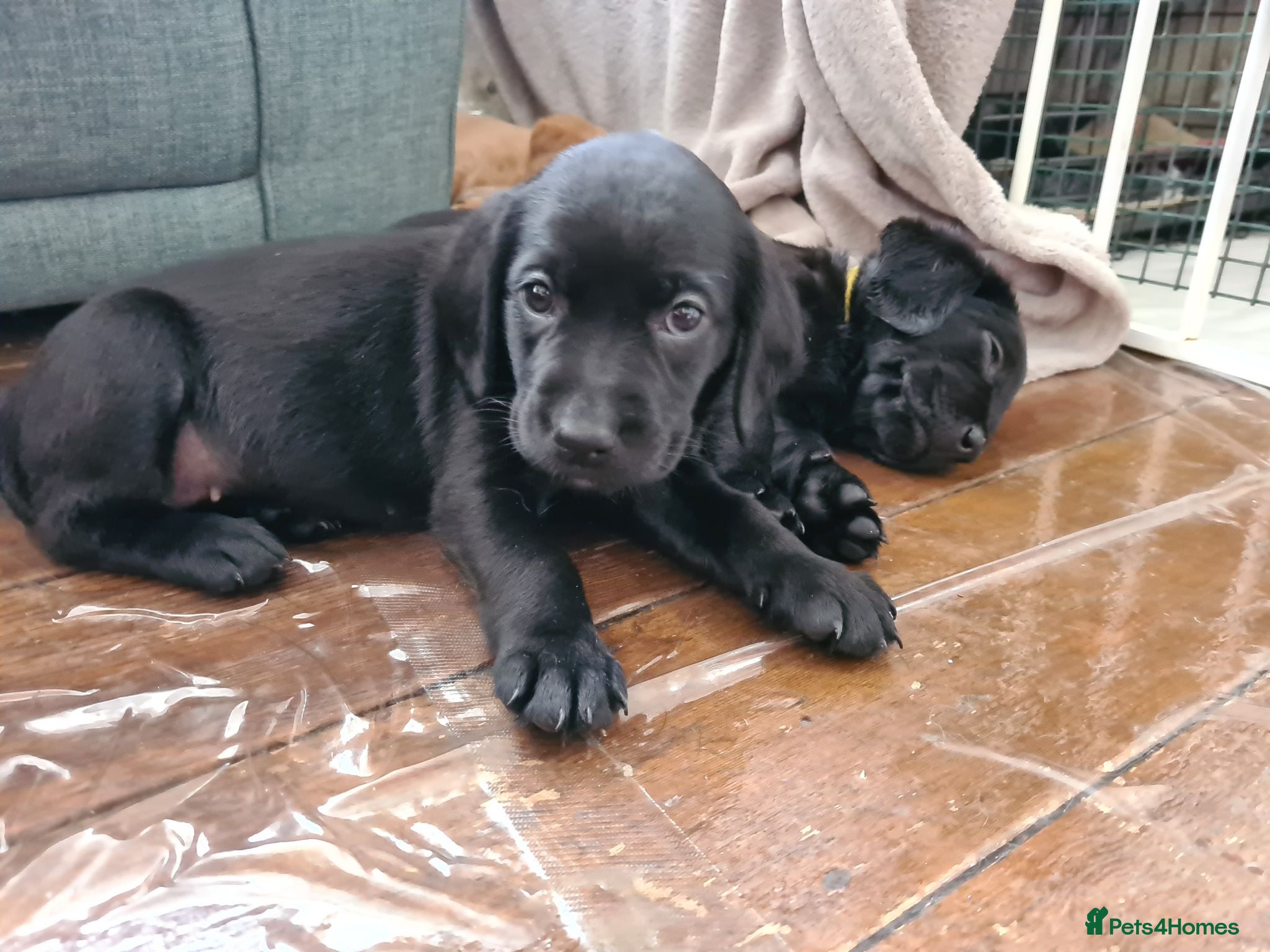 Labrador Retriever dogs Stunning Labrador Puppies!  - Advert 2