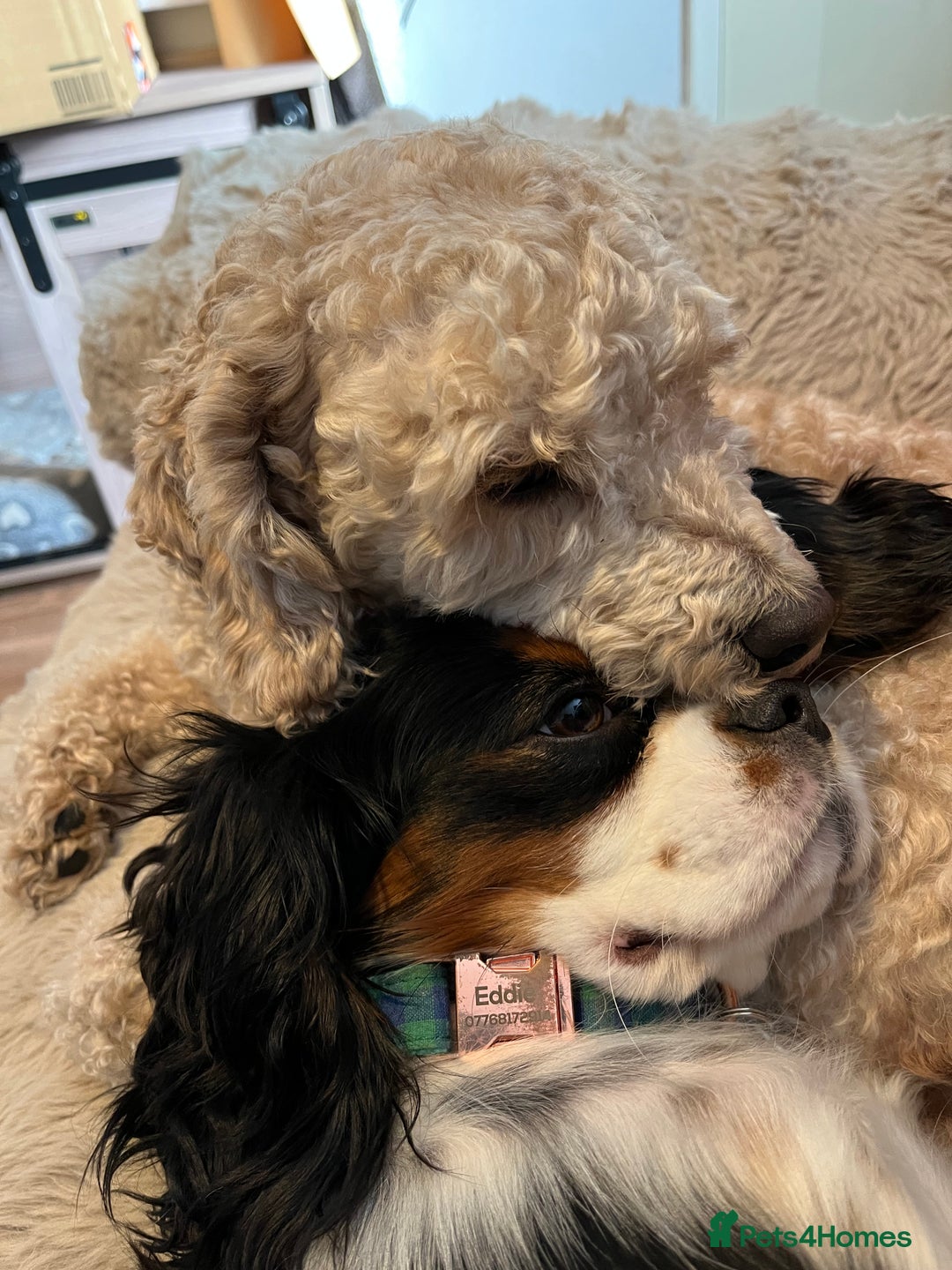 Mixed Breed dogs for sale: Gorgeous, friendly Cavapoochon - Advert 4