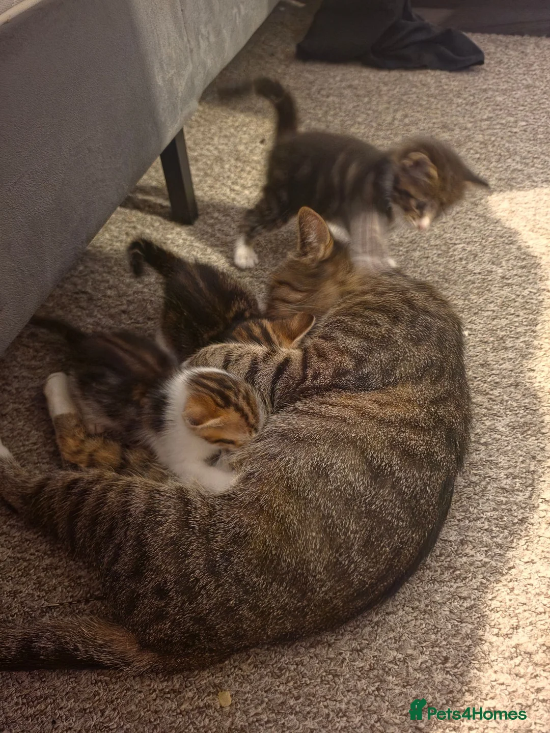 Mixed Breed cats for sale: Kittens - Advert 7