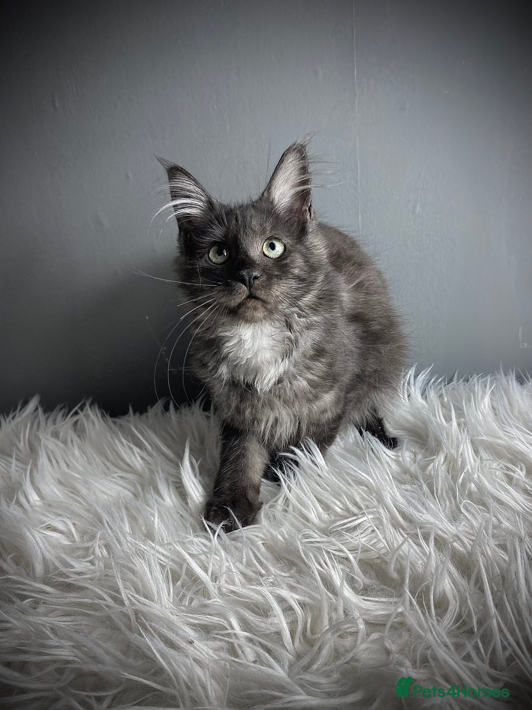 Maine Coon cats for sale: GCCF Black Smoke Female Maine Coon Kitten  - Image 8