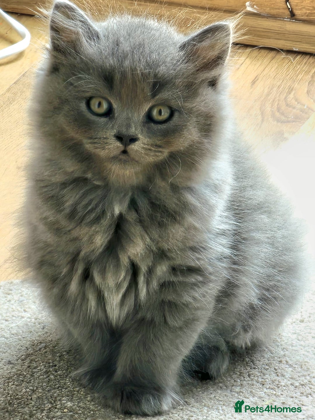 British Longhair cats for sale: Blue & Lilac Gorgeous British longhair kittens - Image 1