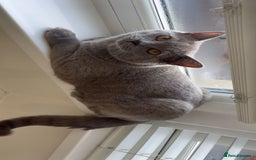 Mixed Breed cats for sale: Adorable Ragdoll Cross British Shorthair - Image 2