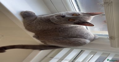 Mixed Breed cats Adorable Ragdoll Cross British Shorthair - Advert 14