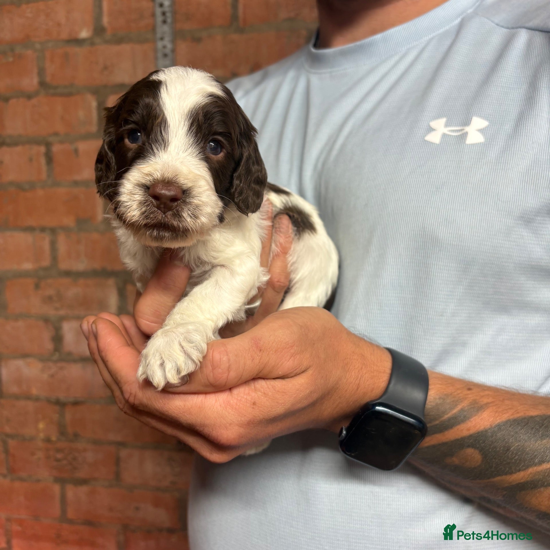 Cockapoo dogs 🌟 STUNNING COCKAPOO PUPPIES 🌟  - Advert 2