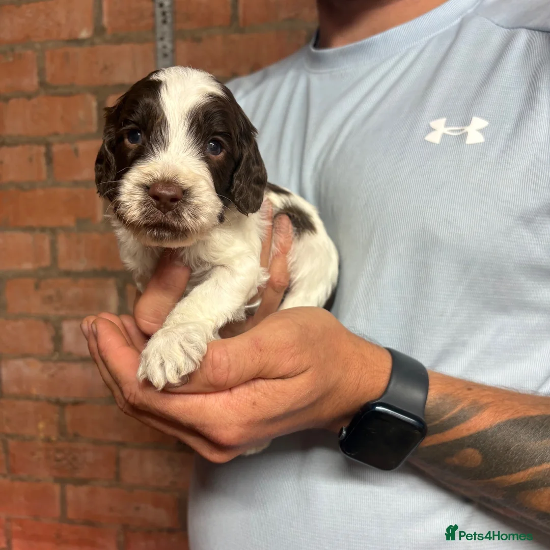 Cockapoo dogs for sale: 🌟 STUNNING COCKAPOO PUPPIES 🌟  - Advert 2