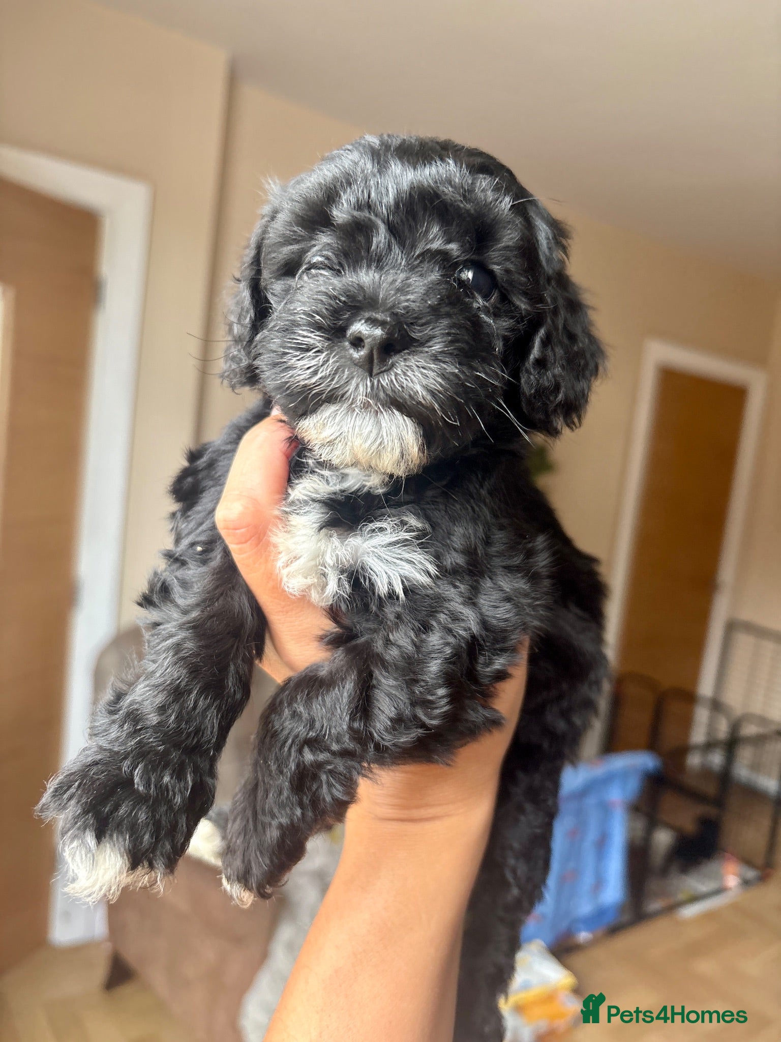 Lhasapoo dogs Only 1 little girl left *** - Advert 3