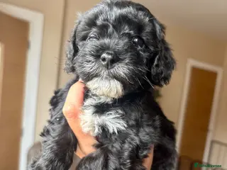 Lhasapoo dogs Only 1 little girl left *** - Advert 1