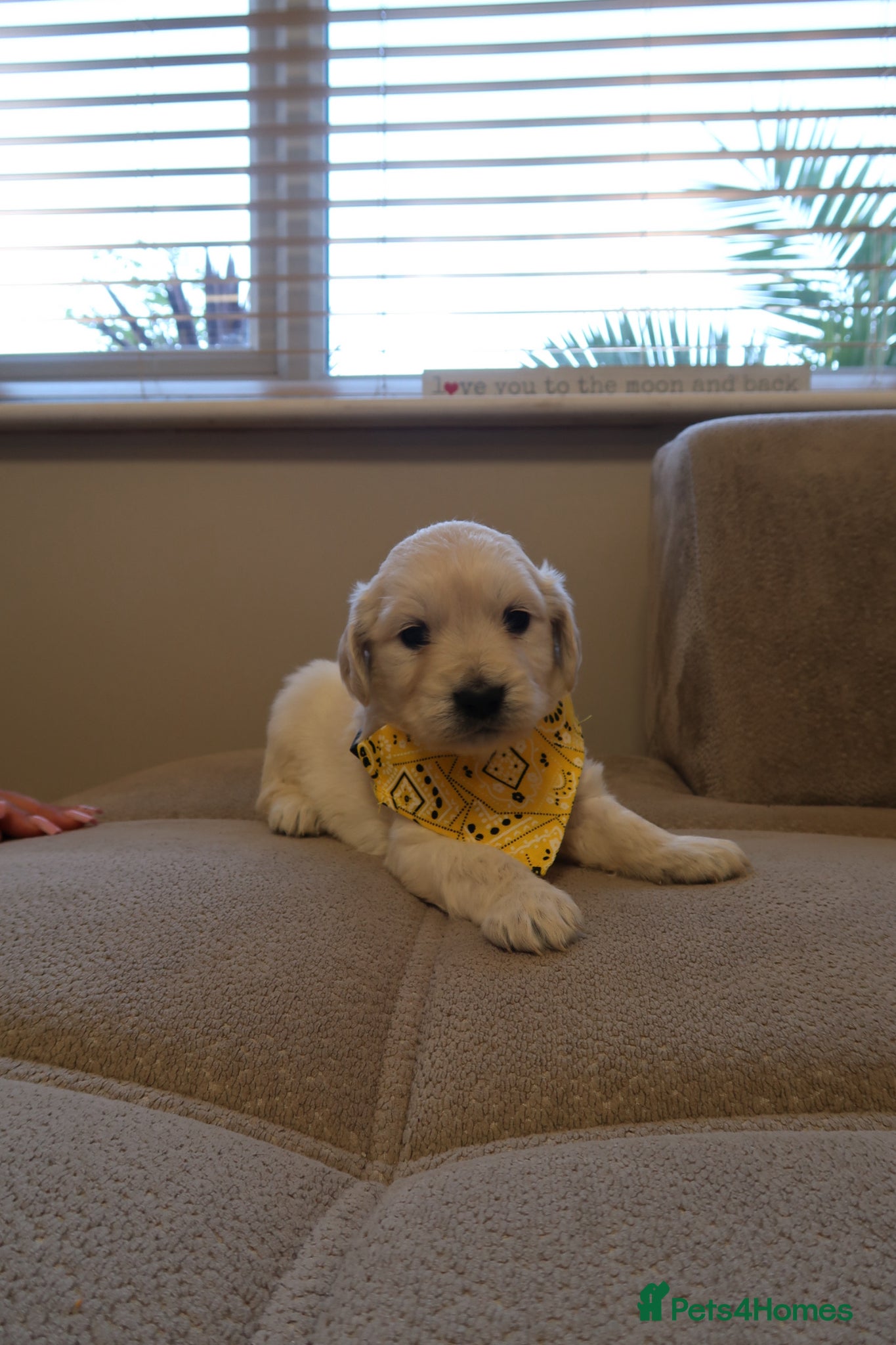 Golden Retriever dogs for sale: Pure bread puppies - Advert 9