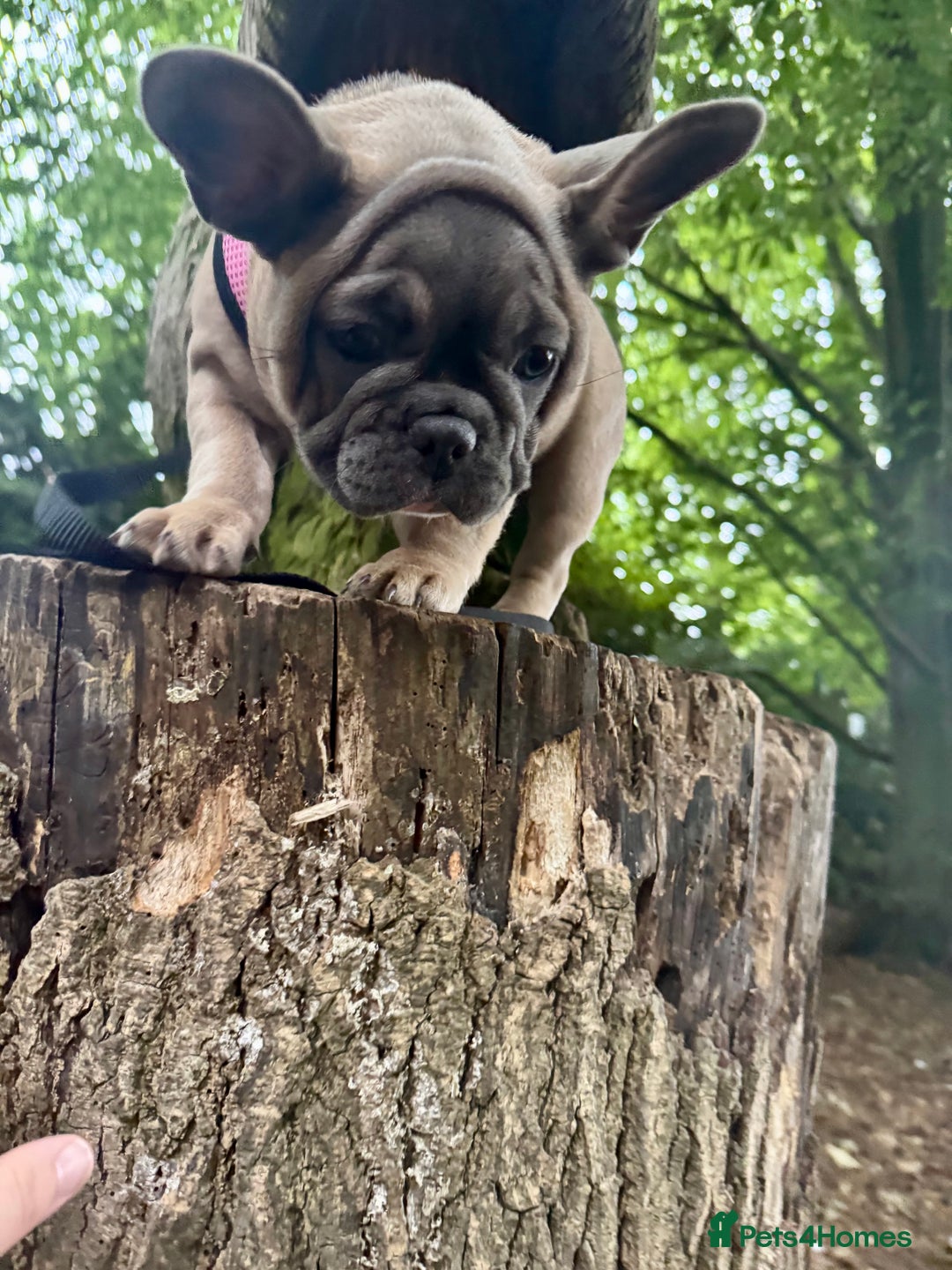 French Bulldog dogs for sale: NOW REDUCED, final 2 KC reg frenchies in Sheffield - Image 11
