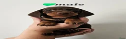 Dachshund dogs for sale: READY SUNDAY,  stunning pups kc reg parents  - Advert 11