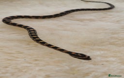 Corn Snake reptiles for sale: Baby corn snakes - Image 19