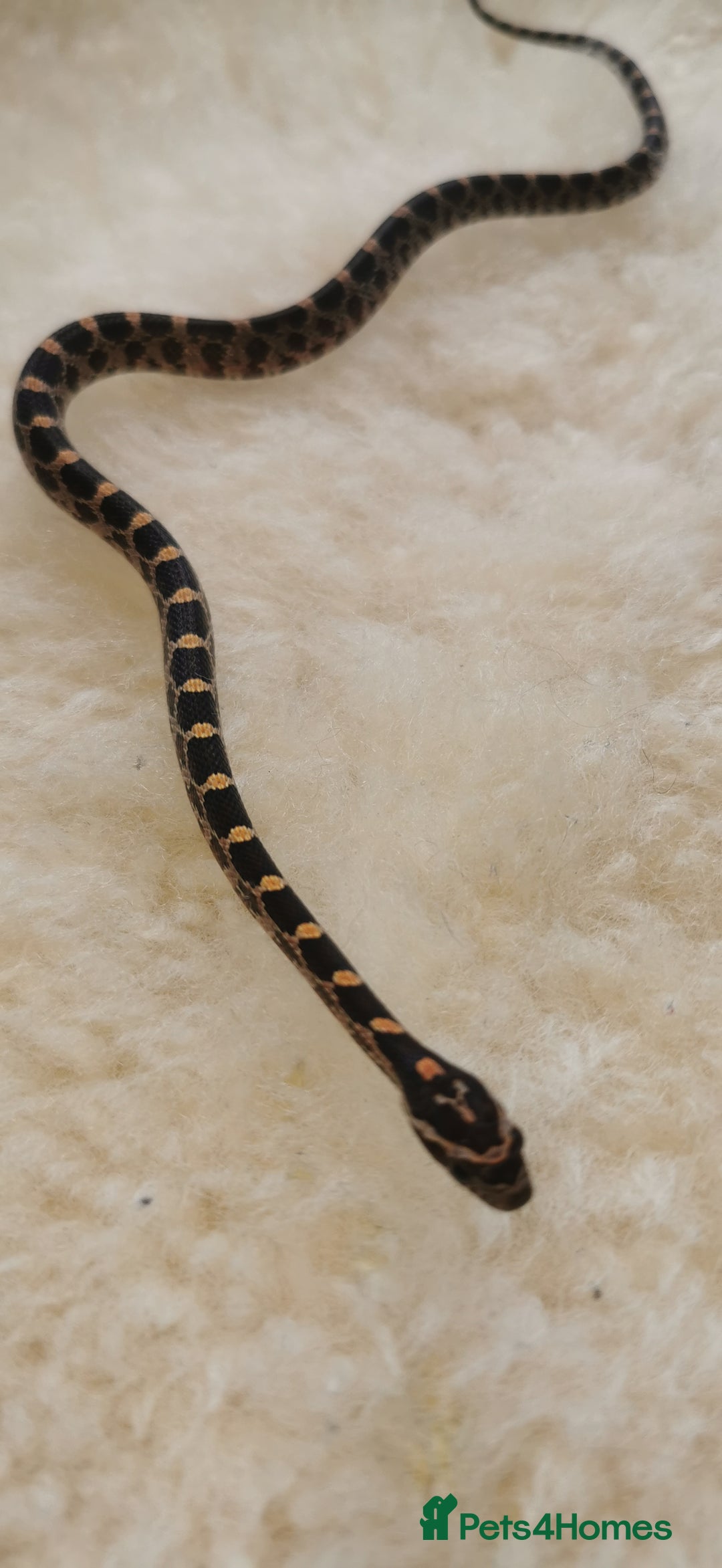 Corn Snake reptiles for sale: Baby corn snakes - Image 19