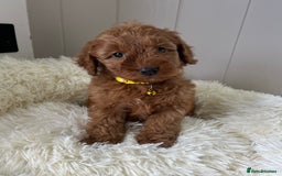 Cockapoo dogs for sale: Red Cockapoo Puppies - Image 6