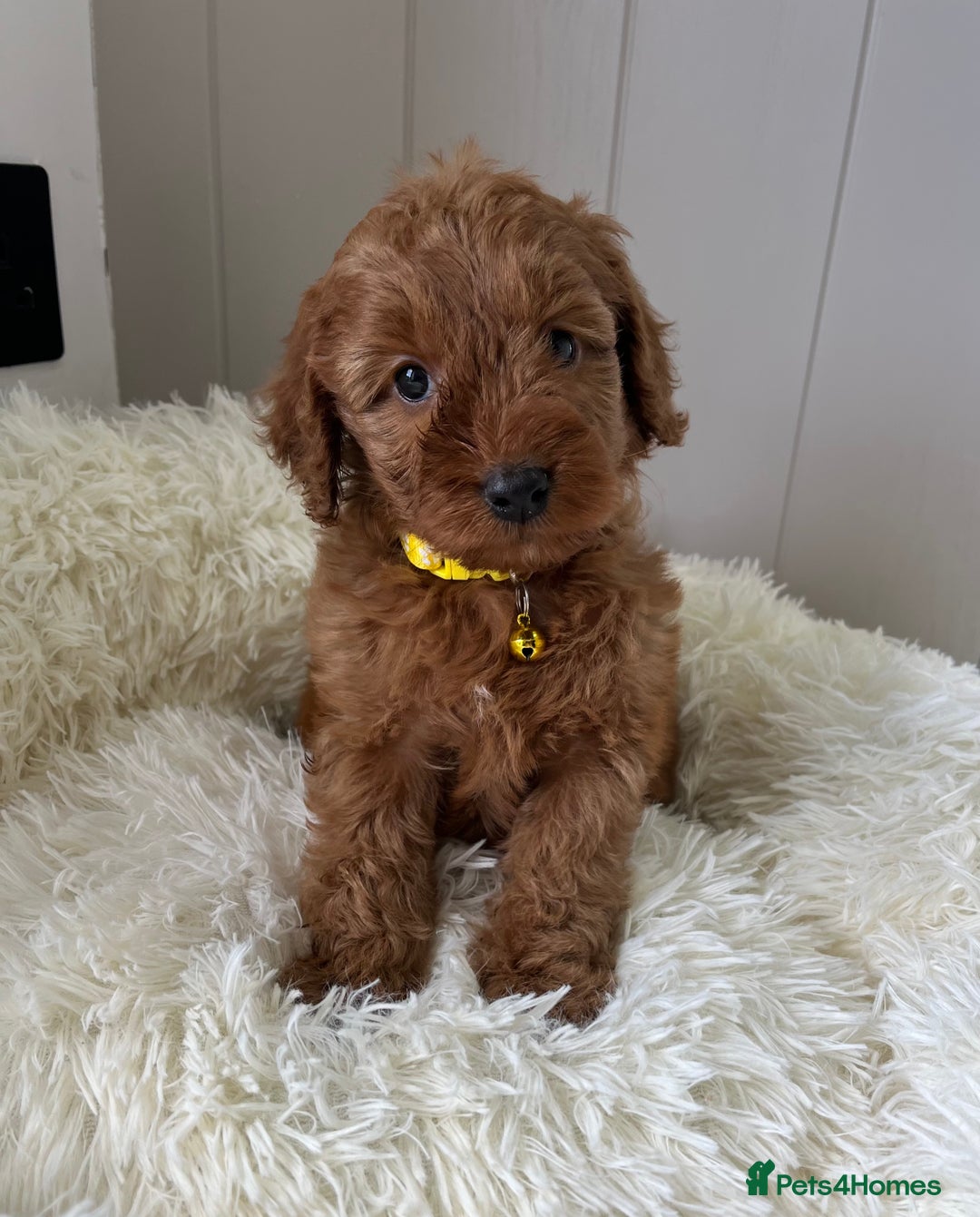 Cockapoo dogs for sale: Red Cockapoo Puppies - Image 6