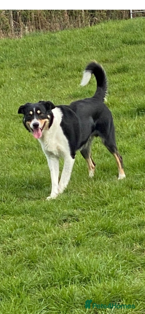 Border Collie dogs Pure border collie adult - Advert 2