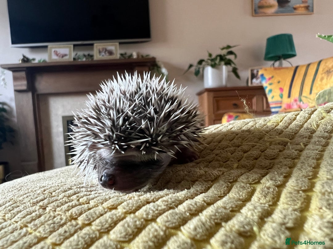 Pygmy Hedgehog rodents for sale: African Pygmy hedgehogs hoglets  - Image 10