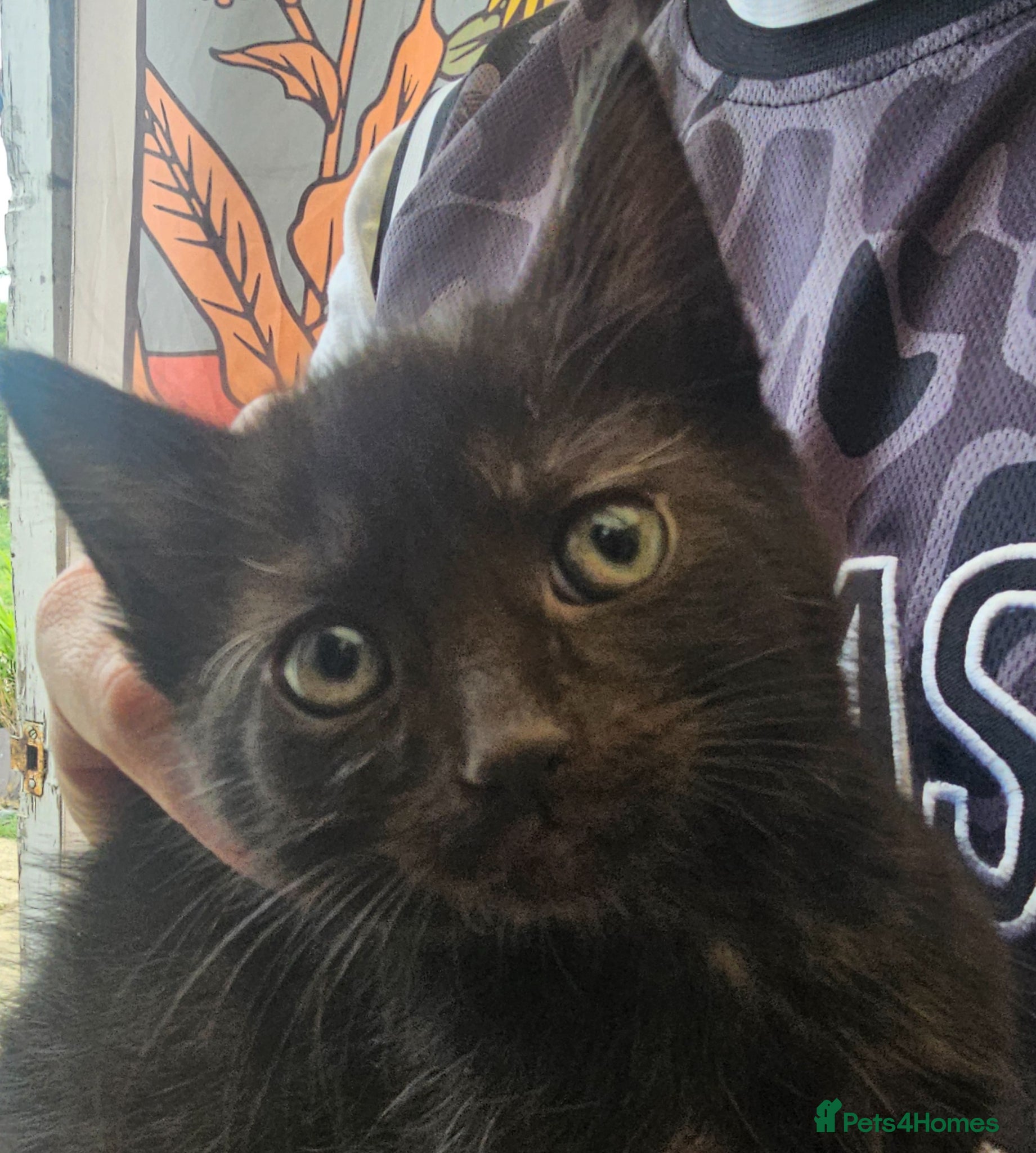Mixed Breed cats KITTEN FOR SALE READY TO LEAVE ONLY 1 GIRL LEFT - Advert 10