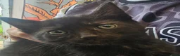 Mixed Breed cats for sale: KITTENS FOR SALE READY TO LEAVE NOW - Advert 18