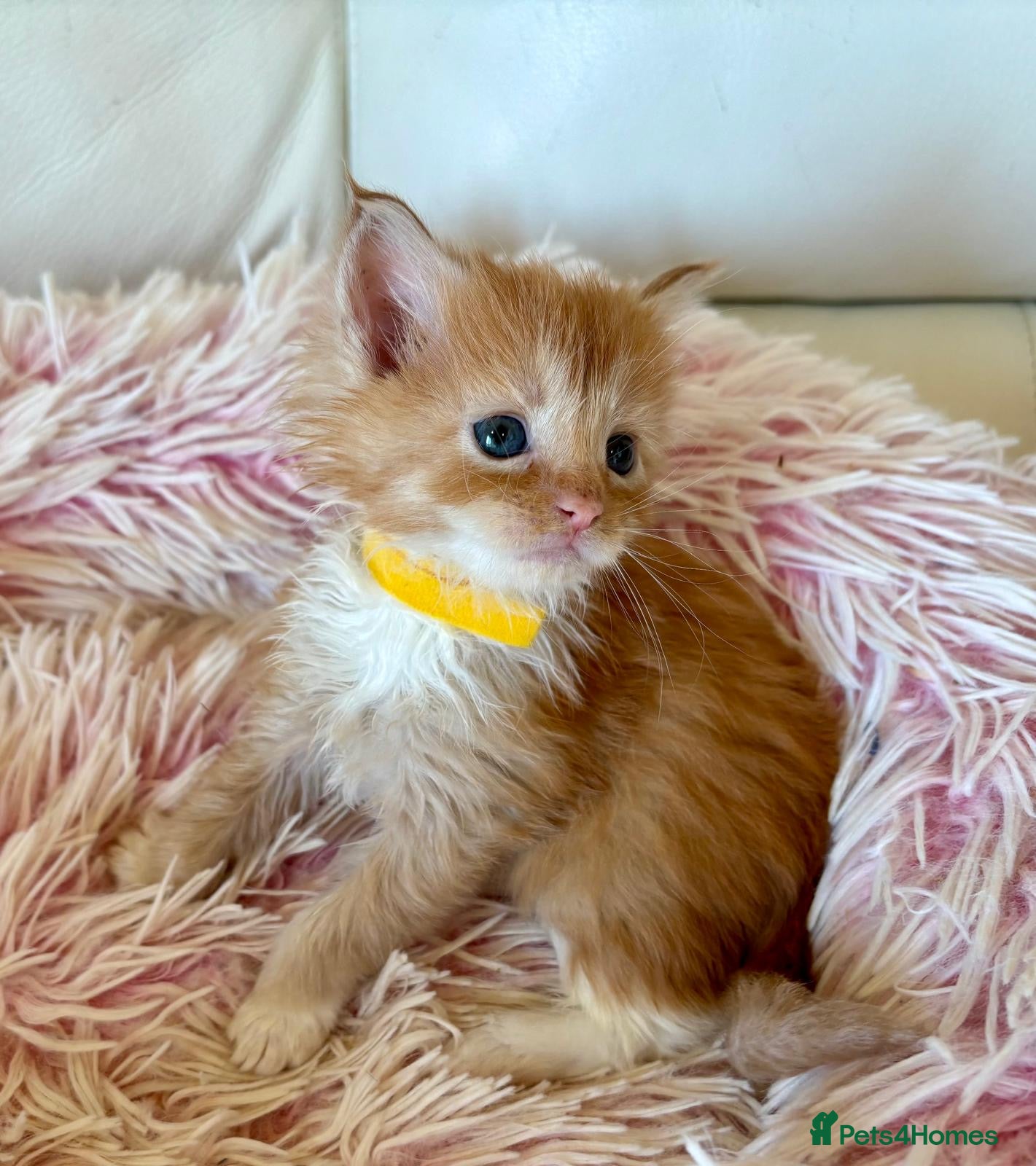 Maine Coon cats Beautiful Red Maine coone babies  - Advert 3