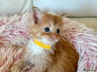 Maine Coon cats Beautiful Red Maine coone babies - Advert 6