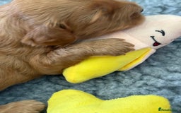 Australian Labradoodle dogs for sale: Reduced-Multigen Aussie Labradoodles curly/nonshed - Image 12