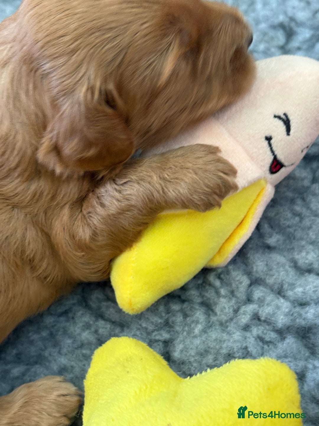 Australian Labradoodle dogs for sale: Reduced-Multigen Aussie Labradoodles curly/nonshed - Image 12