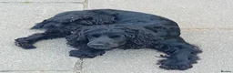 Cocker Spaniel dogs for sale: Working Cocker Spaniels  in Halifax - Advert 1