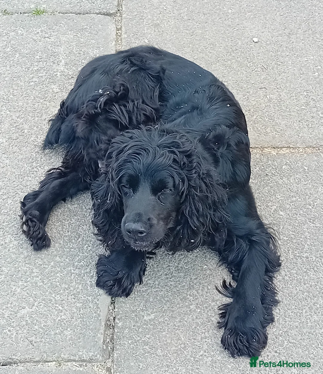 Cocker Spaniel dogs for sale: Working Cocker Spaniels  in Halifax - Advert 1