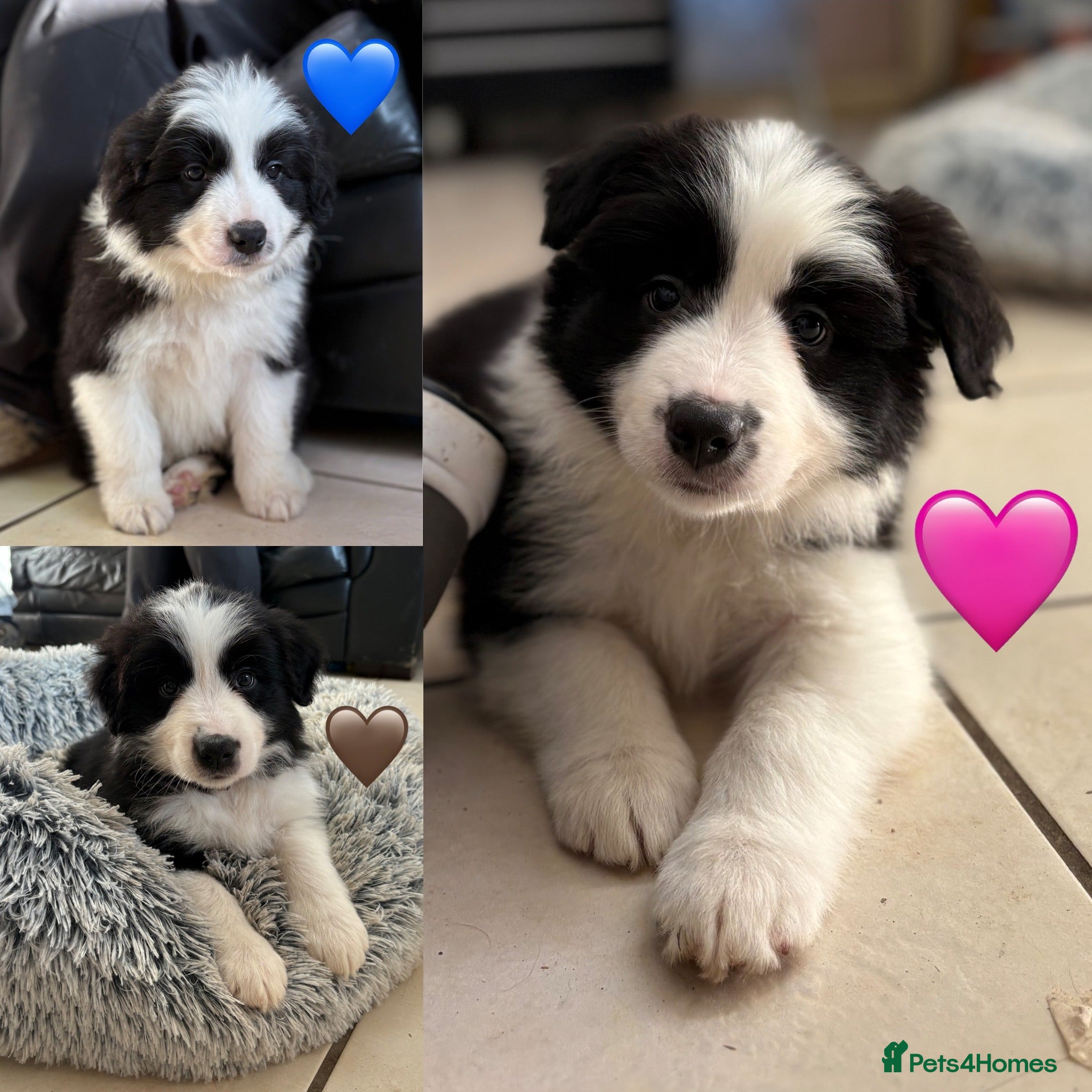 Border Collie dogs Quality KC Show Line Border Collies 🏅🧬 - Advert 12