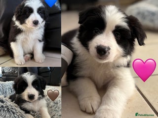 Border Collie dogs Quality KC Show Line Border Collies 🏅🧬 - Advert 12