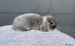 Mini Lop rabbits for sale: Mini Lops Ready to Leave Now! - Image 5