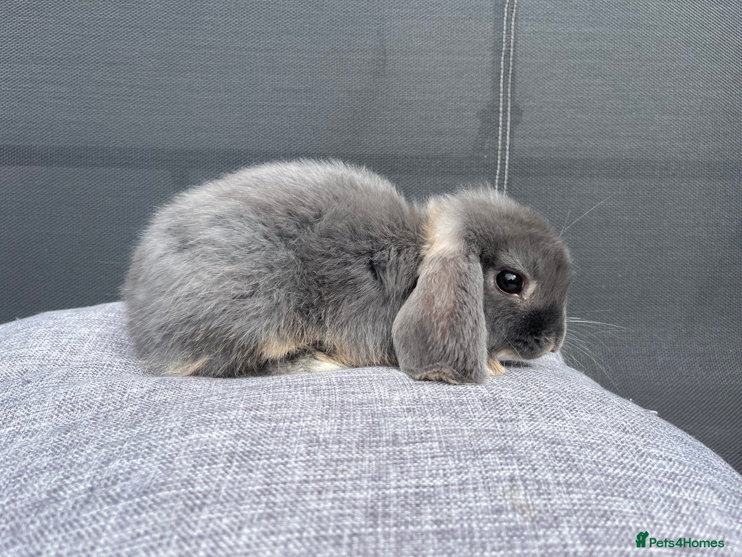 Mini Lop rabbits for sale: Mini Lops Ready to Leave Now! - Image 5