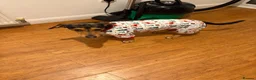 Dachshund dogs for sale: Rehoming due to family circumstances - Advert 3