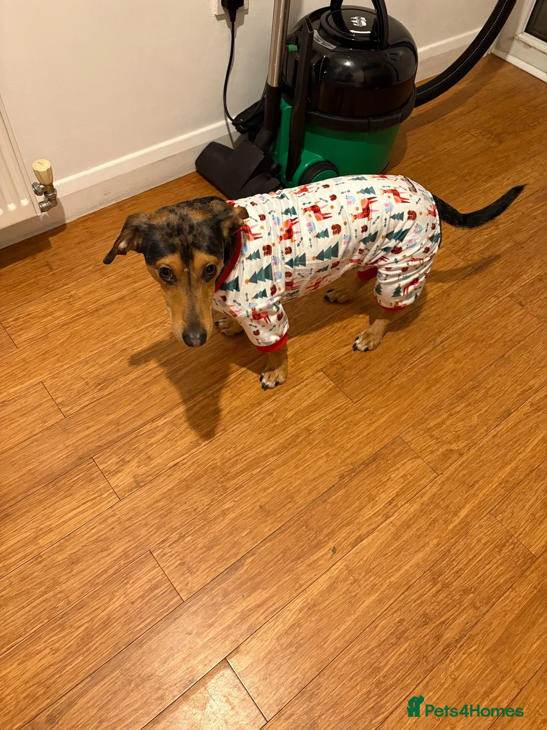 Dachshund dogs for sale: Rehoming due to family circumstances - Advert 3