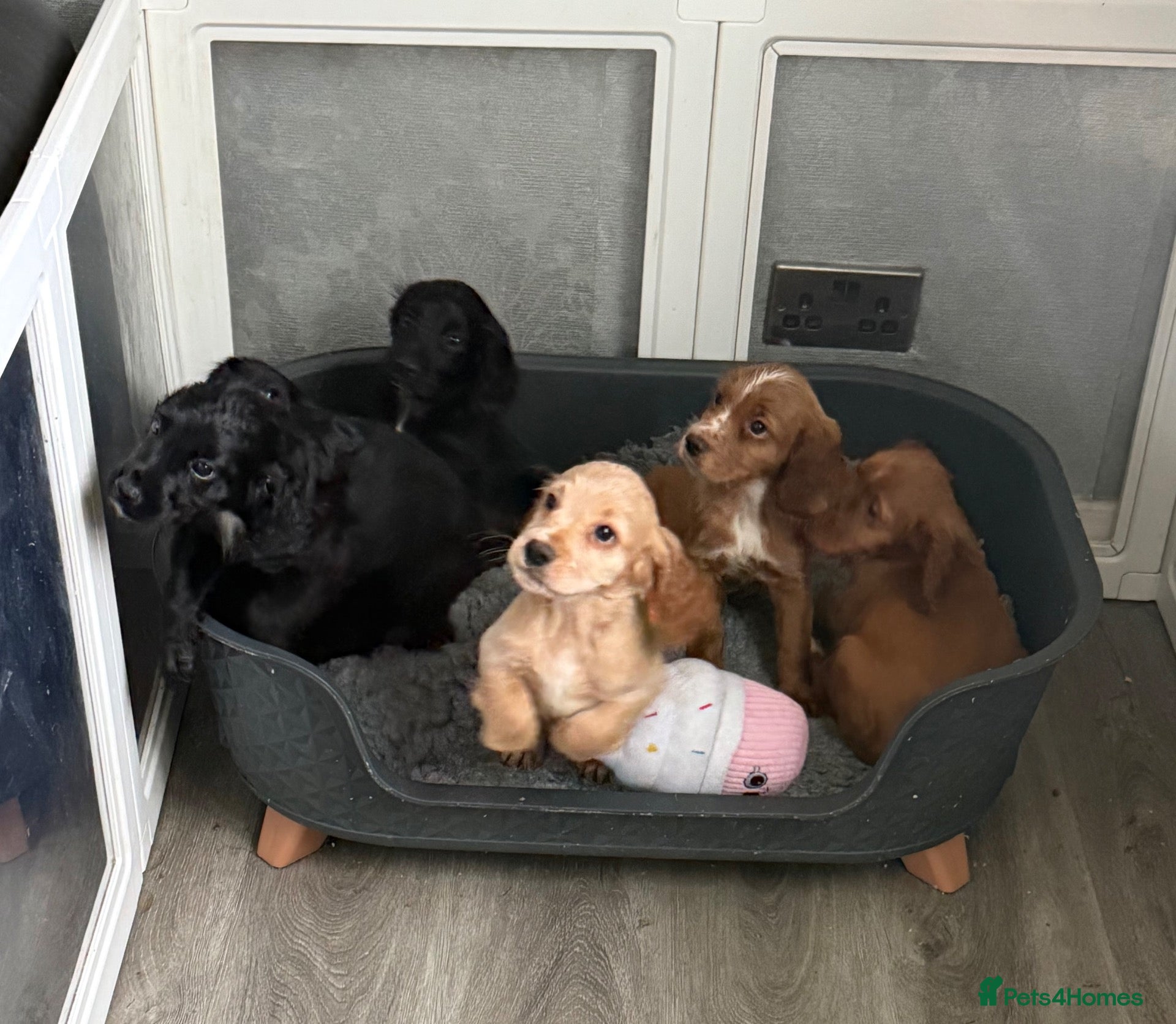 Cocker Spaniel dogs KC registered working Cocker Spaniel pups  - Advert 1