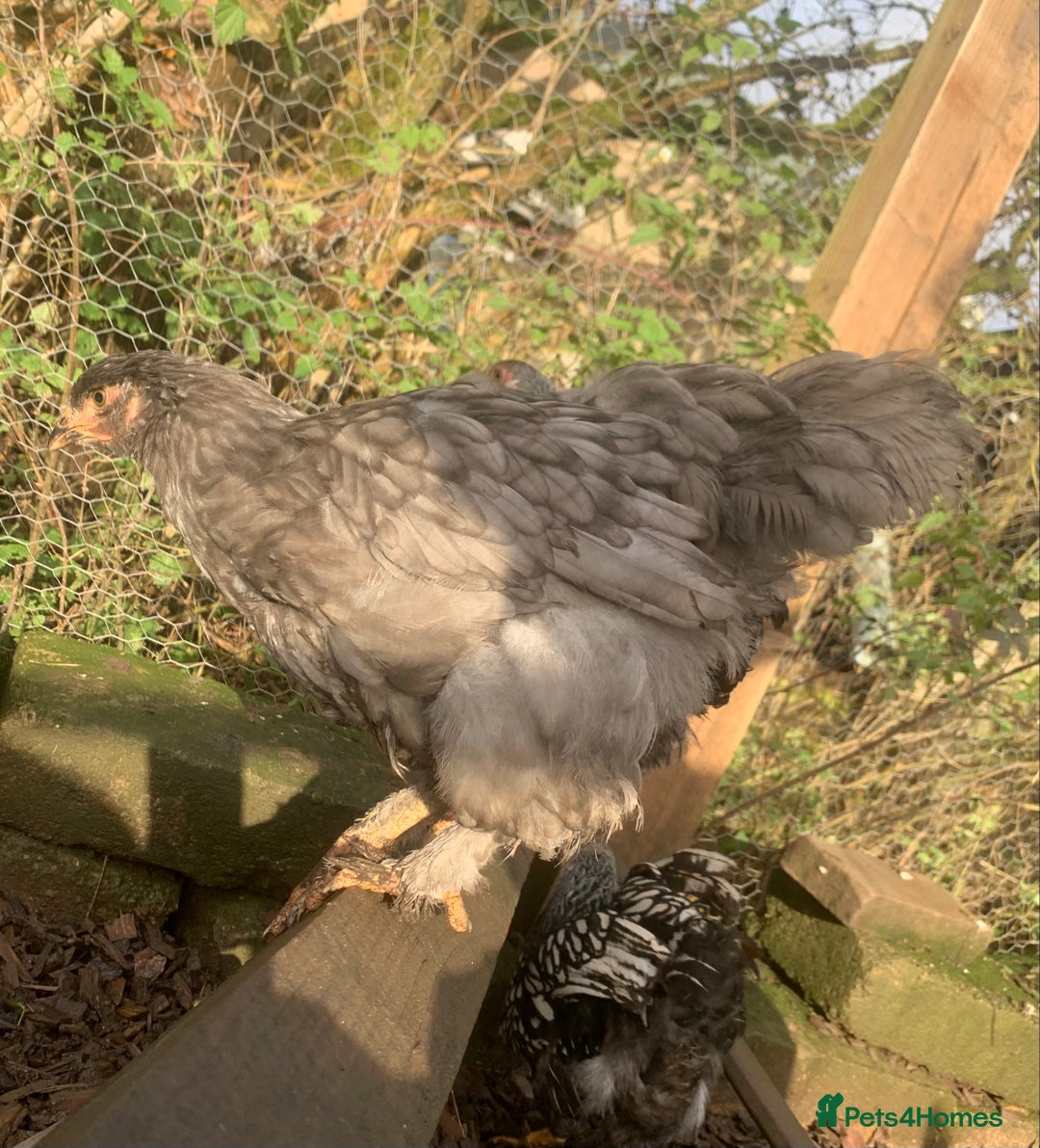 Chickens poultry for sale: Hens  - Advert 9