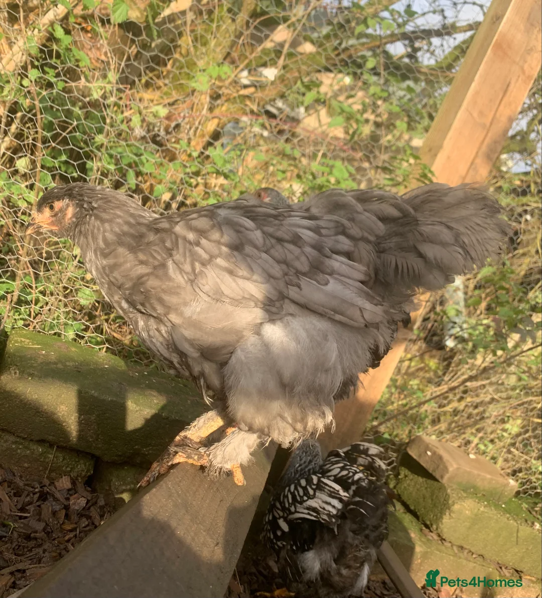 Chickens poultry for sale: Hens  - Advert 9