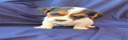 Jack Russell dogs for sale: Beautiful jack russell puppies ready now - Advert 8